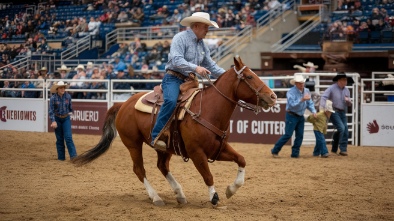 the stock show